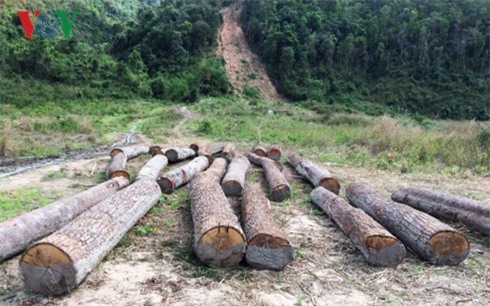 Tham nhũng trong bảo vệ rừng: Sai quá lâu nên mặc định là đúng