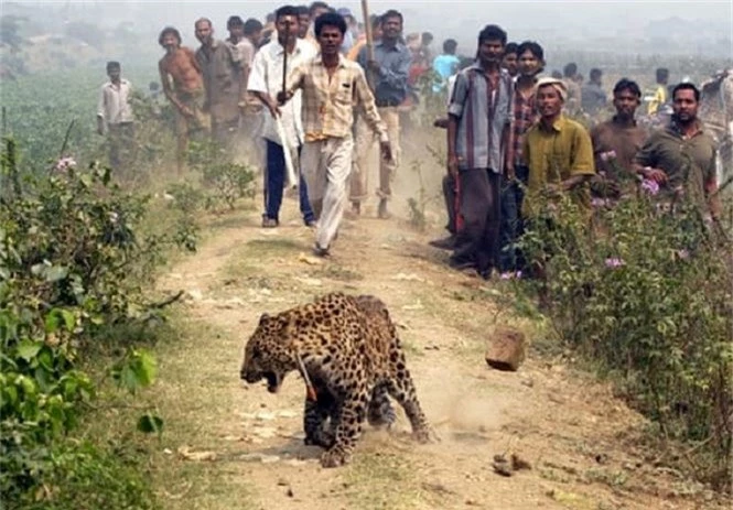 Hơn 1.000 người Ấn Độ thiệt mạng vì động vật hoang dã - ảnh 2