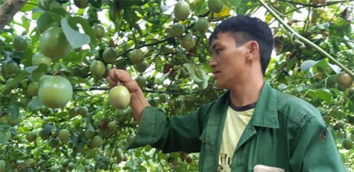 Chanh leo Mộc Châu chi chít quả, ăn ngay tại vườn vì quá sạch