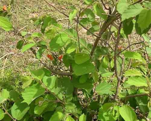 Điều bất ngờ về cây tổ kén cái, mọc nhiều ở Việt Nam