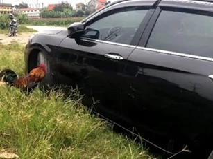 Clip: 'Dở khóc dở cười' khi phát hiện gà làm xước xe ô tô