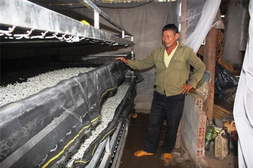 Nuôi thêm con ngoe nguẩy nhả tơ, cứ non 1 tháng có hơn 8 triệu