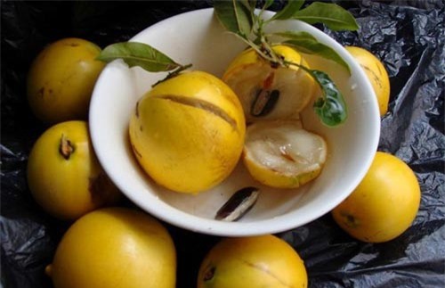 'Phát sốt' với vú sữa vàng lạ mắt giá gần 900.000 đồng/trái