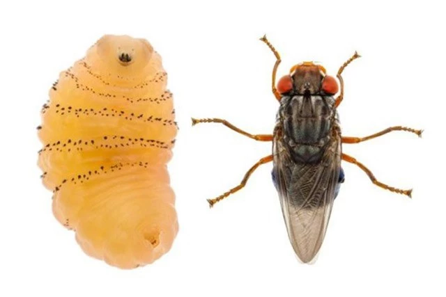 Đây là một trường hợp hiếm ở Mỹ vì ruồi thường chỉ phổ biến ở vùng nhiệt đới