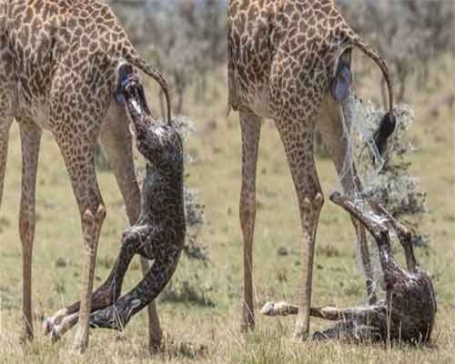 Hươu mẹ "đẻ rơi" con giữa tự nhiên, chăm chút thế nào?