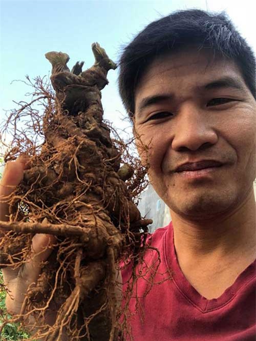 'Choáng ngợp' với bộ sưu tập tam thất dại giá hàng trăm triệu của đại gia Hà thành