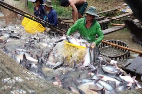 BẢN TIN TÀI CHÍNH-KINH DOANH: Nông dân phấn khởi vì giá cá tra ‘lên đỉnh’, doanh nghiệp địa ốc gặp khó