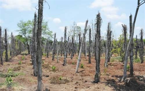 Thủ tướng yêu cầu kiểm tra thông tin tiêu chết hàng loạt tại Tây Nguyên