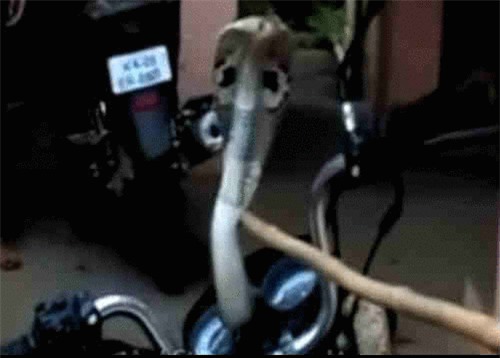 Clip: Hú vía cảnh rắn hổ mang cố thủ trên xe máy