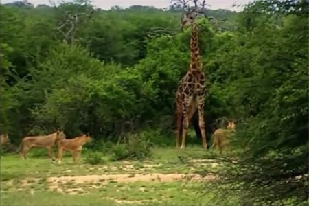 Clip: 'Khinh thường' kẻ địch, hươu cao cổ phải bỏ mạng