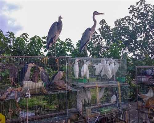 Chợ chim hoang dã ngay sát nách đại lộ Thăng Long