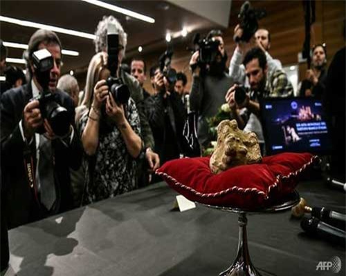 Cục nấm 'kim cương' khổng lồ được bán với giá 2,2 tỉ đồng ở Ý