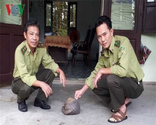 Thả cá thể tê tê về Vườn quốc gia Bạch Mã