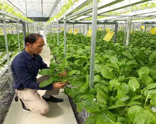 Kỹ sư bỏ việc nhà nước về trồng rau thủy canh, lãi 60 triệu/tháng