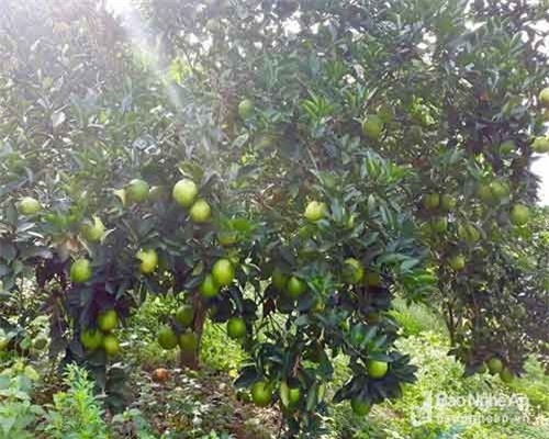 Cam đỏ độc lạ 'made in Việt Nam' giá bình dân, bà nội trợ gật gù hài lòng