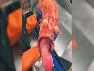 Ngư dân Nga lại bắt được hàng loạt "thủy quái" biển sâu kỳ dị