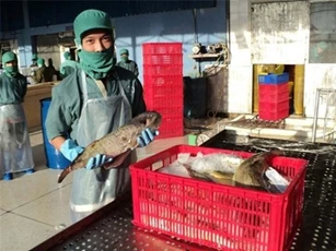 Quảng Ngãi: Doanh nghiệp xin mua cá nóc để xuất khẩu