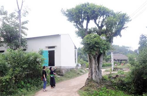 Vùng đất những cây duối cổ quý hiếm, cả làng giữ như giữ vàng