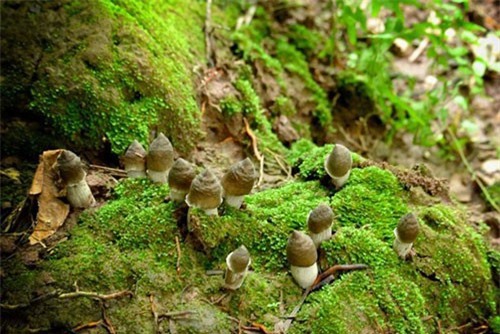 'Chết mê chết mệt' với đặc sản nấm mối Đồng Nai