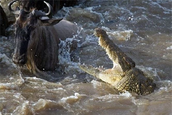 Cá sấu Gustave, dã thú ăn thịt nhiều người nhất ở thời hiện đại - ảnh 2