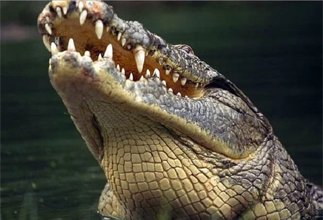 Cá sấu Gustave, dã thú ăn thịt nhiều người nhất ở thời hiện đại - ảnh 4