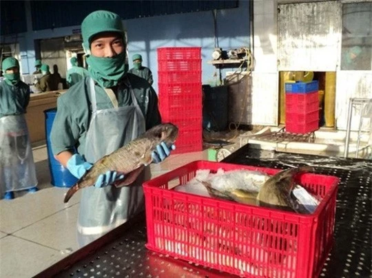 Cá nóc xuất khẩu tại DNTN Phước Thọ. Ảnh: Kỳ Nam