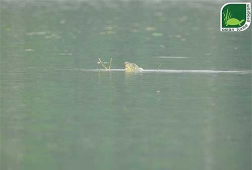 Nhiều hy vọng khôi phục quần thể rùa Hoàn Kiếm