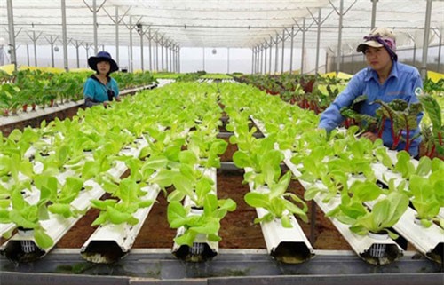 Giải bài toán doanh nghiệp đầu tư "èo uột" vào nông nghiệp