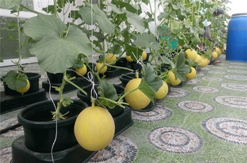 Khai thác tối đa lợi thế phát triển nông nghiệp ứng dụng công nghệ cao đến năm 2020