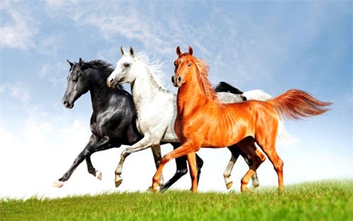 Dự đoán ngày mới (15/11) cho 12 con giáp: Tý, Ngọ, Mùi có cơ hội phát triển sự nghiệp