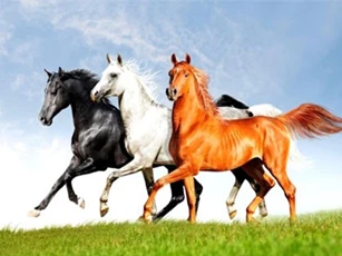 Dự đoán ngày mới (15/11) cho 12 con giáp: Tý, Ngọ, Mùi có cơ hội phát triển sự nghiệp
