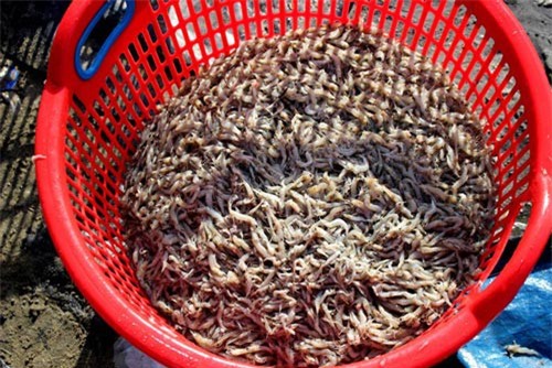 Hơn 10 vạn con tôm nuôi chết trắng hồ, nghi do bị đầu độc