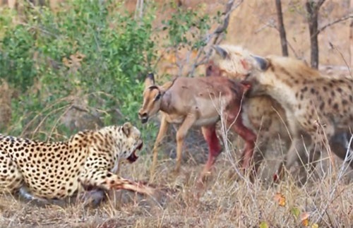 Clip: Đàn linh cẩu ‘đánh đuổi’ báo săn, cướp linh dương vô cùng ngoạn mục