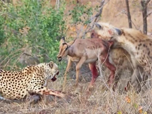 Clip: Đàn linh cẩu ‘đánh đuổi’ báo săn, cướp linh dương vô cùng ngoạn mục