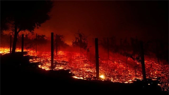 Cháy rừng gần như thiêu rụi những khu vực ngọn lửa lan tới (Ảnh: Reuters)