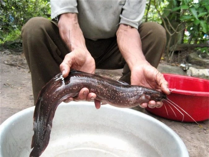 khong ngo giua bon be nuoc bien, phu quoc lai co loai ca tre doc, la hinh anh 2