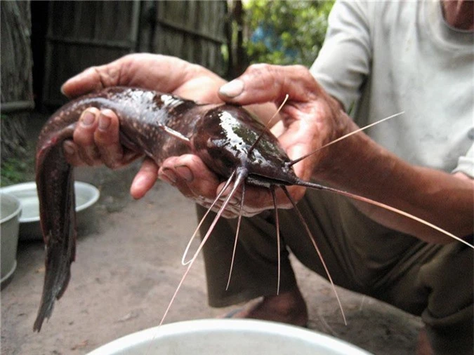 khong ngo giua bon be nuoc bien, phu quoc lai co loai ca tre doc, la hinh anh 4