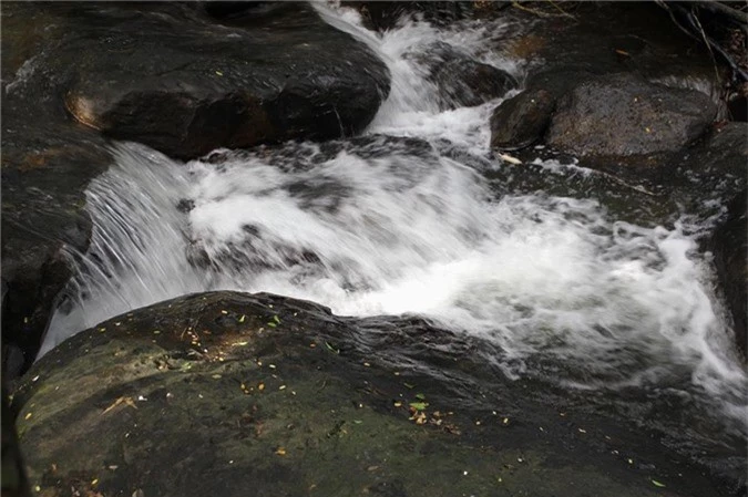 khong ngo giua bon be nuoc bien, phu quoc lai co loai ca tre doc, la hinh anh 6