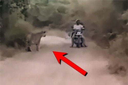 Clip: 2 biker suýt chết vì rơi vào ‘tầm ngắm’ của hổ dữ