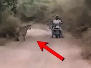 Clip: 2 biker suýt chết vì rơi vào ‘tầm ngắm’ của hổ dữ