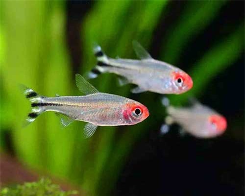 Thú vị cá sóc đầu đỏ khiến dân chơi thủy sinh cực yêu thích