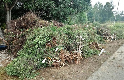 Cây dại làm củi bỗng được săn lùng, đào cả gốc bán sang Trung Quốc