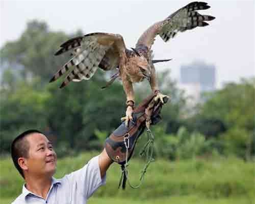 Thú chơi chim đại bàng của đại gia Việt tốn kém thế nào?