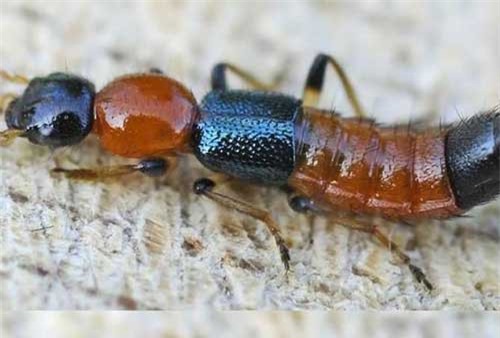 Sai lầm 'chết người' khi xử trí với kiến ba khoang