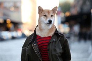 Clip: Chú chó có mức lương 'khủng' khiến nhiều người ngưỡng mộ