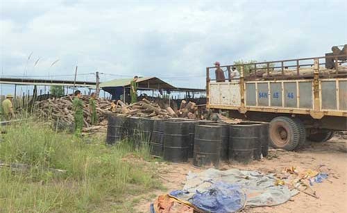 Lò than không phép tập kết lượng gỗ lậu lớn