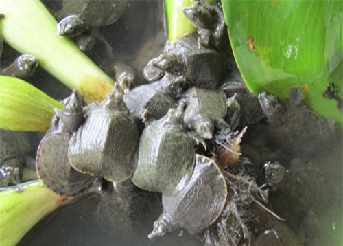 Đổi đời thành tỷ phú miền Tây nhờ nuôi loài bò sát dưới ao bèo