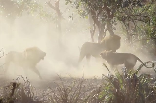 Clip: Sư tử ác chiến kinh hoàng chỉ vì tranh... xác hà mã chết