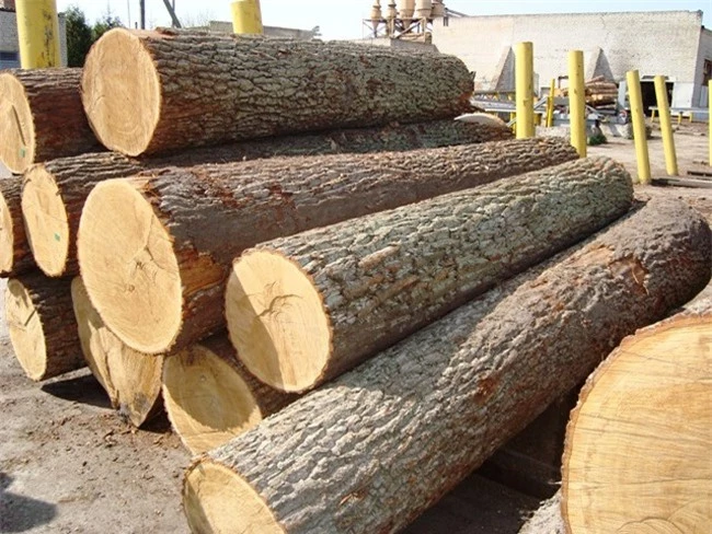 từ ngày 1-1-2019, hoạt động kinh doanh tạm nhập gỗ từ Lào và Campuchia để tái xuất sang nước thứ ba đối với gỗ tròn, gỗ xẻ từ rừng tự nhiên sẽ bị ngừng (ảnh TL)