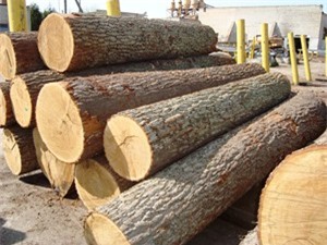 Việt Nam ngừng nhập gỗ rừng tự nhiên từ Lào và Campuchia